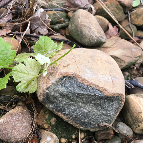 Terroir Galets roulés (Nappe de Maucor).