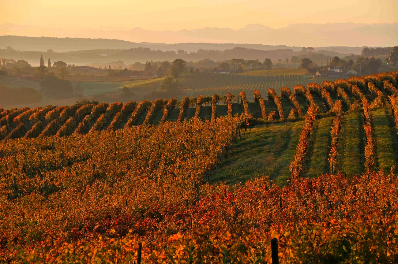 Couleurs d'automne dans le vignoble