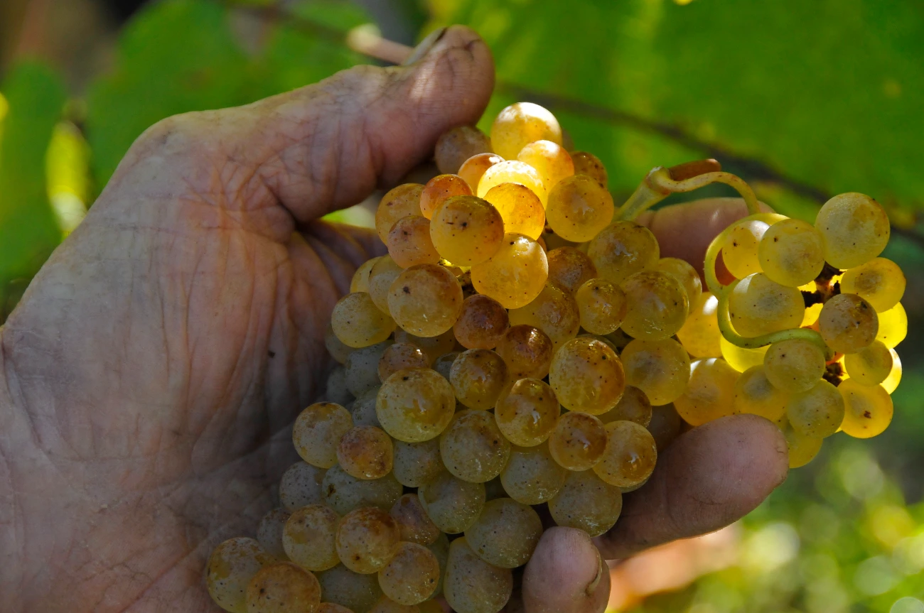 Une grappe de Petit Manseng dans la main du vigneron